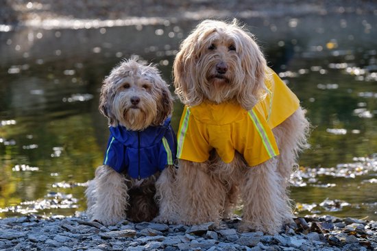 RainPaw Reflecterende Hondenregenjas – Droog, Veilig en Comfortabel in Elk Weer